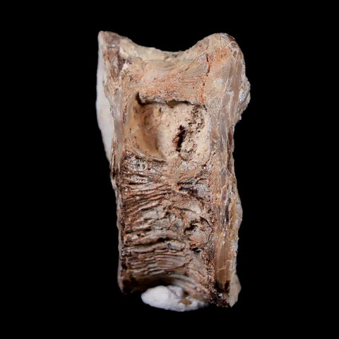 1.4" Xiphactinus Audax Fossil Vertebrae Cretaceous Era Fish Niobrara FM Kansas - Fossil Age Minerals