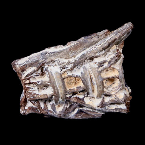 1.8" Xiphactinus Audax Fossil Vertebrae Cretaceous Era Fish Niobrara FM Kansas - Fossil Age Minerals