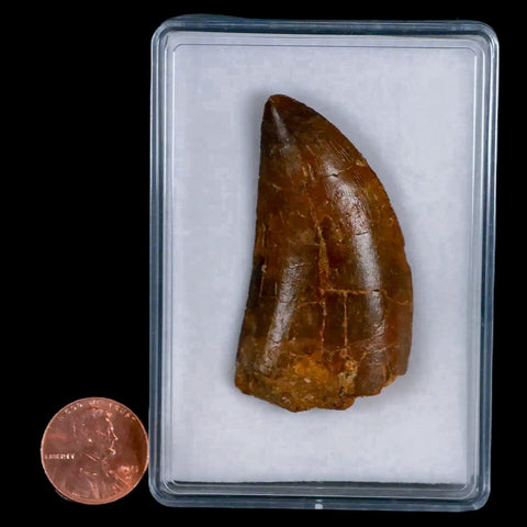 2.2" Carcharodontosaurus Fossil Tooth Cretaceous Theropod Dinosaur Display, COA