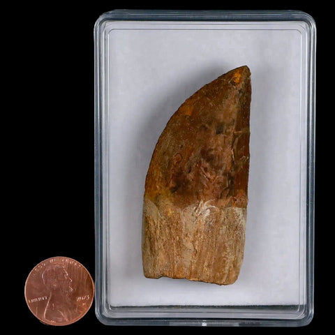 2.4" Carcharodontosaurus Fossil Tooth Cretaceous Theropod Dinosaur Display, COA