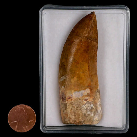 3" Carcharodontosaurus Fossil Tooth Cretaceous Theropod Dinosaur Display, COA