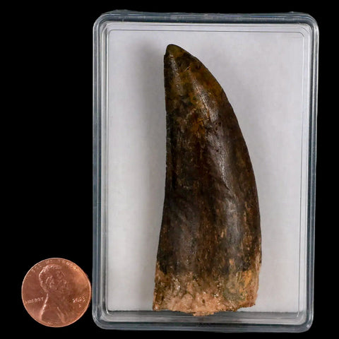 2.9" Carcharodontosaurus Fossil Tooth Cretaceous Theropod Dinosaur Display, COA