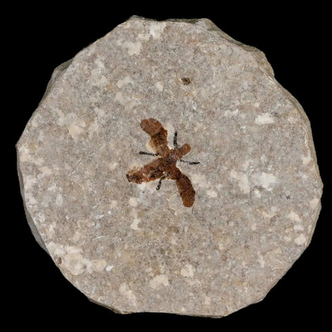 0.7 Detailed Fossil March Fly Insect Green River FM Uintah County UT Eocene Age - Fossil Age Minerals