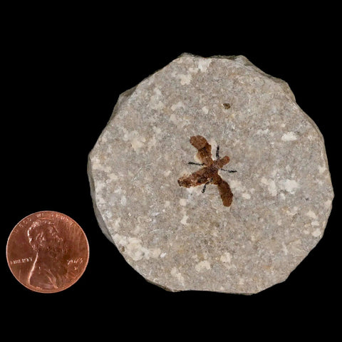 0.7 Detailed Fossil March Fly Insect Green River FM Uintah County UT Eocene Age - Fossil Age Minerals