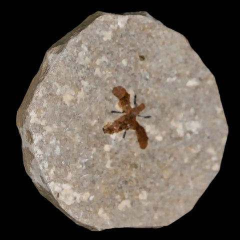 0.7 Detailed Fossil March Fly Insect Green River FM Uintah County UT Eocene Age - Fossil Age Minerals