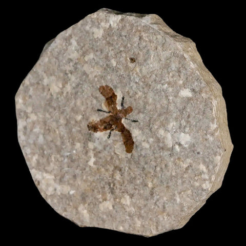 0.7 Detailed Fossil March Fly Insect Green River FM Uintah County UT Eocene Age - Fossil Age Minerals