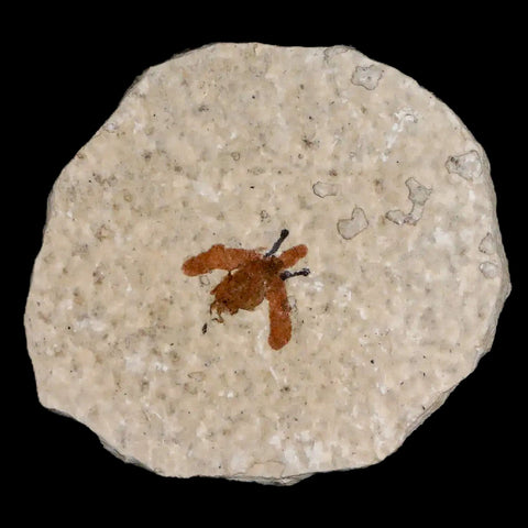 0.4 Detailed Fossil March Fly Insect Green River FM Uintah County UT Eocene Age - Fossil Age Minerals