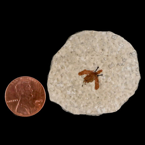 0.4 Detailed Fossil March Fly Insect Green River FM Uintah County UT Eocene Age - Fossil Age Minerals