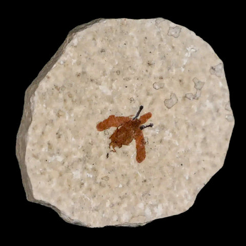 0.4 Detailed Fossil March Fly Insect Green River FM Uintah County UT Eocene Age - Fossil Age Minerals