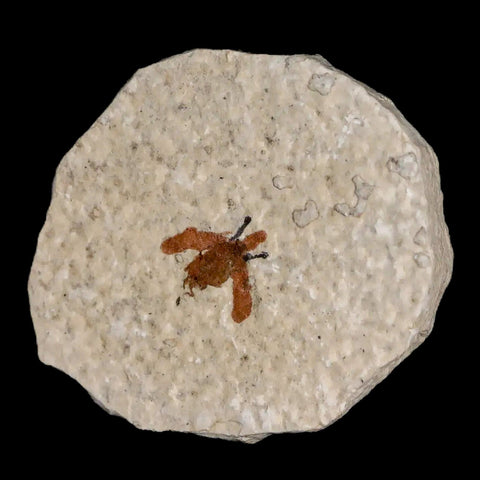 0.4 Detailed Fossil March Fly Insect Green River FM Uintah County UT Eocene Age - Fossil Age Minerals