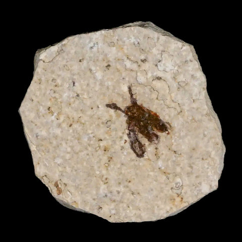 0.5 Detailed Fossil March Fly Insect Green River FM Uintah County UT Eocene Age - Fossil Age Minerals