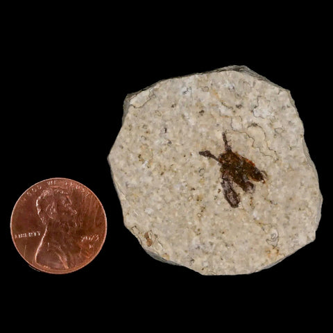 0.5 Detailed Fossil March Fly Insect Green River FM Uintah County UT Eocene Age - Fossil Age Minerals