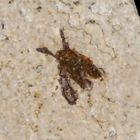 0.5 Detailed Fossil March Fly Insect Green River FM Uintah County UT Eocene Age - Fossil Age Minerals