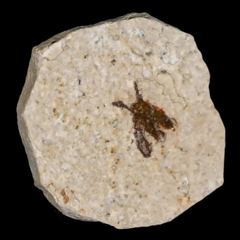 0.5 Detailed Fossil March Fly Insect Green River FM Uintah County UT Eocene Age - Fossil Age Minerals