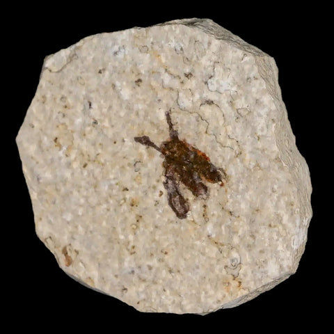 0.5 Detailed Fossil March Fly Insect Green River FM Uintah County UT Eocene Age - Fossil Age Minerals