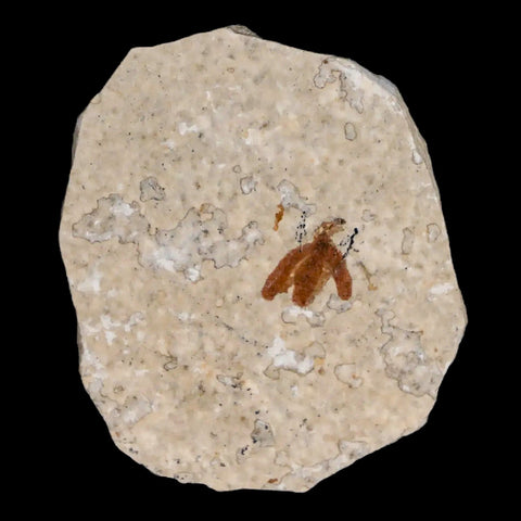 0.4 Detailed Fossil March Fly Insect Green River FM Uintah County UT Eocene Age - Fossil Age Minerals