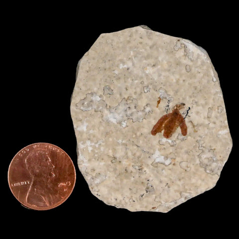 0.4 Detailed Fossil March Fly Insect Green River FM Uintah County UT Eocene Age - Fossil Age Minerals