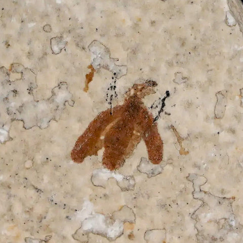 0.4 Detailed Fossil March Fly Insect Green River FM Uintah County UT Eocene Age - Fossil Age Minerals