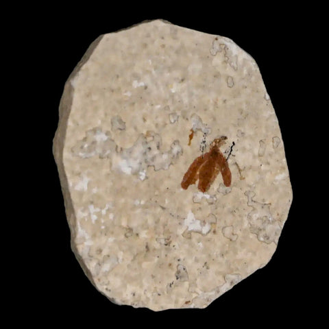 0.4 Detailed Fossil March Fly Insect Green River FM Uintah County UT Eocene Age - Fossil Age Minerals