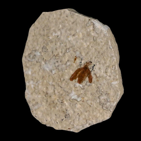 0.4 Detailed Fossil March Fly Insect Green River FM Uintah County UT Eocene Age - Fossil Age Minerals