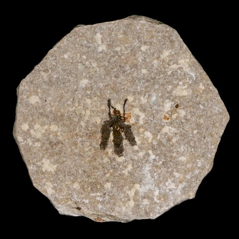 0.6 Detailed Fossil March Fly Insect Green River FM Uintah County UT Eocene Age - Fossil Age Minerals