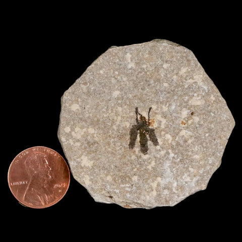 0.6 Detailed Fossil March Fly Insect Green River FM Uintah County UT Eocene Age - Fossil Age Minerals