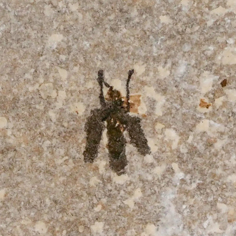 0.6 Detailed Fossil March Fly Insect Green River FM Uintah County UT Eocene Age - Fossil Age Minerals