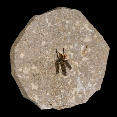 0.6 Detailed Fossil March Fly Insect Green River FM Uintah County UT Eocene Age - Fossil Age Minerals