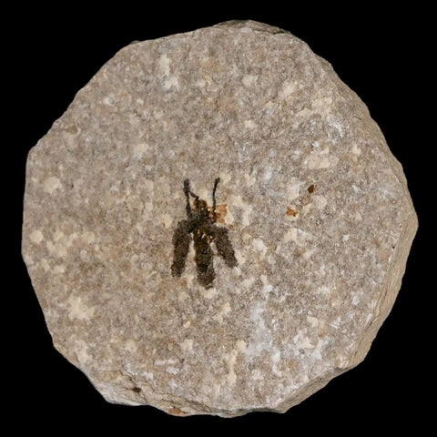 0.6 Detailed Fossil March Fly Insect Green River FM Uintah County UT Eocene Age - Fossil Age Minerals