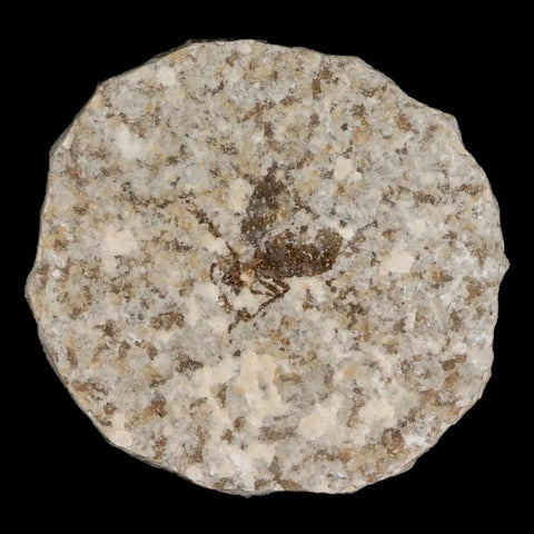 0.7 Detailed Fossil March Fly Insect Green River FM Uintah County UT Eocene Age - Fossil Age Minerals