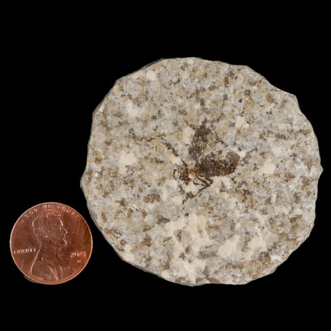 0.7 Detailed Fossil March Fly Insect Green River FM Uintah County UT Eocene Age - Fossil Age Minerals