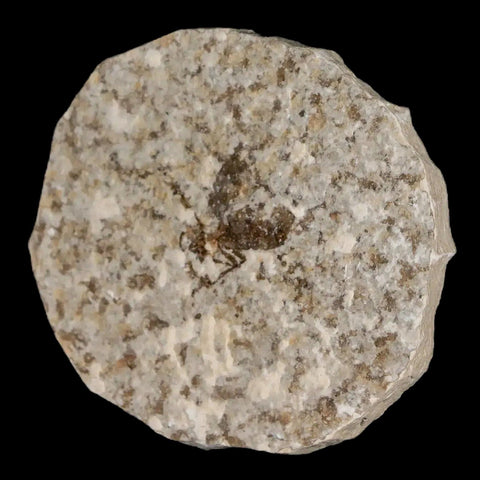 0.7 Detailed Fossil March Fly Insect Green River FM Uintah County UT Eocene Age - Fossil Age Minerals