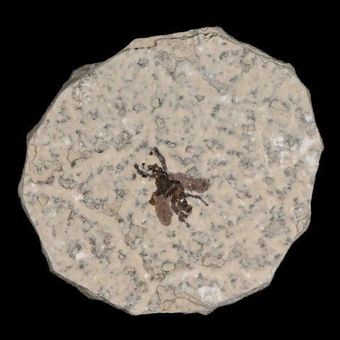 0.6 Detailed Fossil March Fly Insect Green River FM Uintah County UT Eocene Age - Fossil Age Minerals