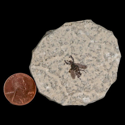 0.6 Detailed Fossil March Fly Insect Green River FM Uintah County UT Eocene Age - Fossil Age Minerals