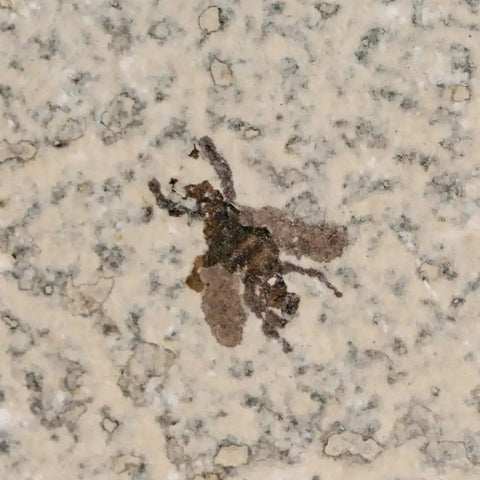 0.6 Detailed Fossil March Fly Insect Green River FM Uintah County UT Eocene Age - Fossil Age Minerals