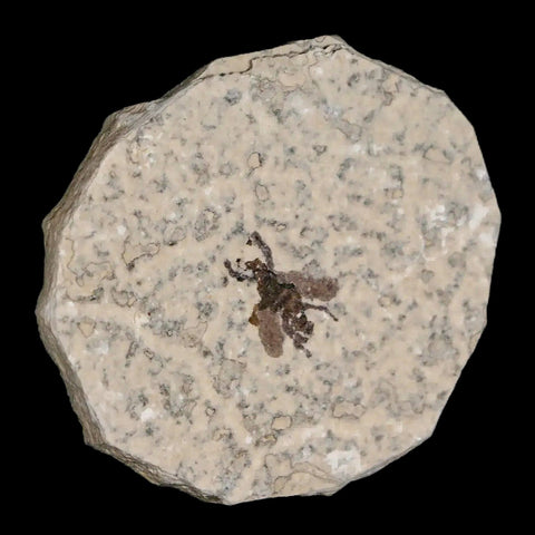 0.6 Detailed Fossil March Fly Insect Green River FM Uintah County UT Eocene Age - Fossil Age Minerals