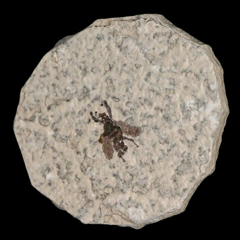 0.6 Detailed Fossil March Fly Insect Green River FM Uintah County UT Eocene Age - Fossil Age Minerals