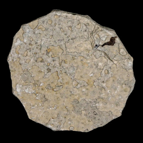 0.6 Detailed Fossil March Fly Insect Green River FM Uintah County UT Eocene Age - Fossil Age Minerals