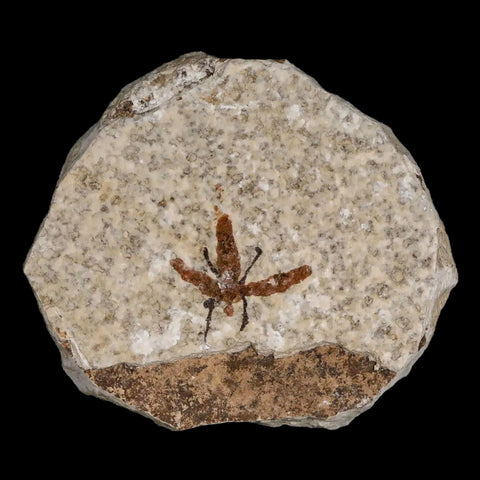 0.7 Detailed Fossil March Fly Insect Green River FM Uintah County UT Eocene Age - Fossil Age Minerals