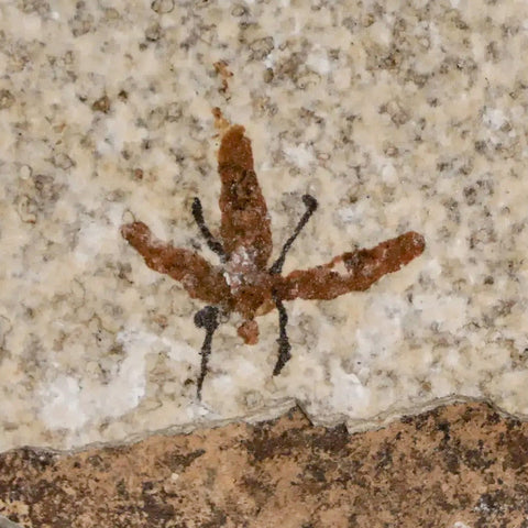 0.7 Detailed Fossil March Fly Insect Green River FM Uintah County UT Eocene Age - Fossil Age Minerals