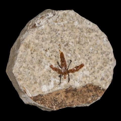 0.7 Detailed Fossil March Fly Insect Green River FM Uintah County UT Eocene Age - Fossil Age Minerals