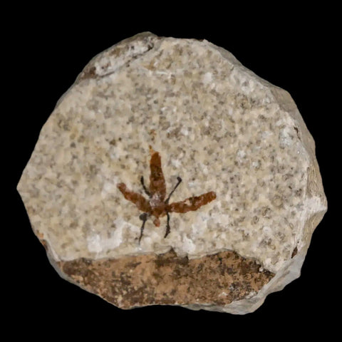 0.7 Detailed Fossil March Fly Insect Green River FM Uintah County UT Eocene Age - Fossil Age Minerals