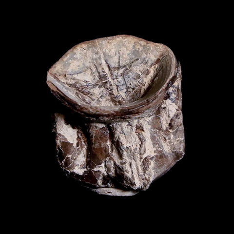 0.9" Xiphactinus Audax Fossil Vertebrae Cretaceous Era Fish Niobrara FM Kansas - Fossil Age Minerals
