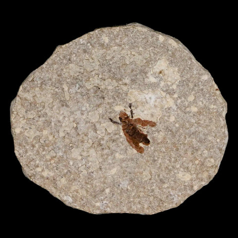 0.5 Detailed Fossil March Fly Insect Green River FM Uintah County UT Eocene Age - Fossil Age Minerals