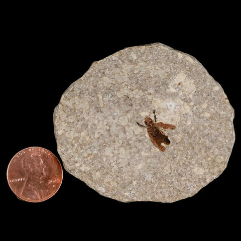 0.5 Detailed Fossil March Fly Insect Green River FM Uintah County UT Eocene Age - Fossil Age Minerals