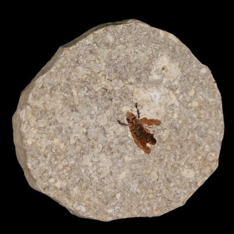 0.5 Detailed Fossil March Fly Insect Green River FM Uintah County UT Eocene Age - Fossil Age Minerals