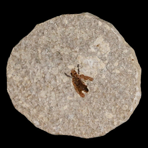 0.5 Detailed Fossil March Fly Insect Green River FM Uintah County UT Eocene Age - Fossil Age Minerals