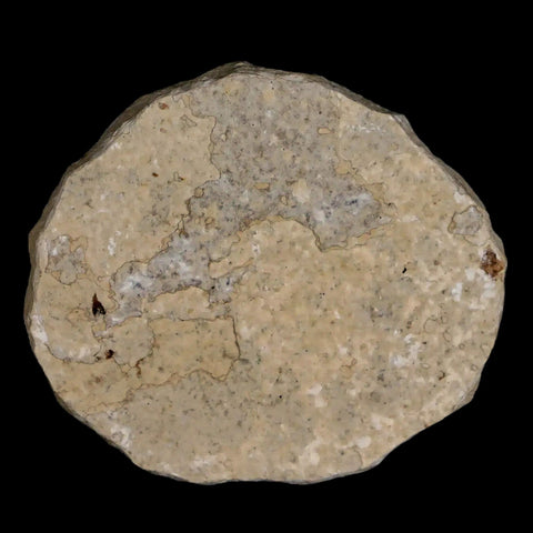 0.5 Detailed Fossil March Fly Insect Green River FM Uintah County UT Eocene Age - Fossil Age Minerals