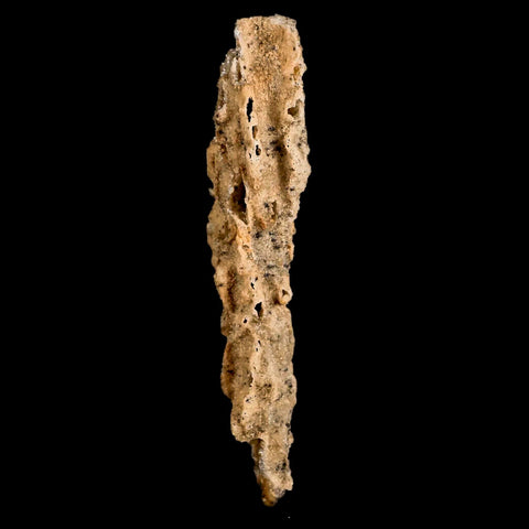 XL 2.9" Fulgurite Petrified Lighting Strike Glass Sahara Desert Algeria - Fossil Age Minerals
