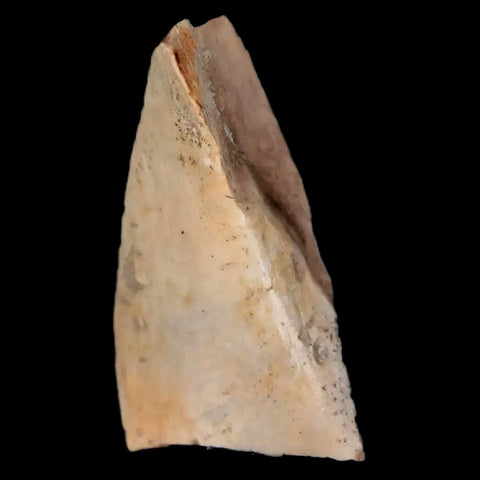 0.7" Oviraptor Fossil Bone Lance Creek Formation Wyoming Cretaceous Dinosaur COA - Fossil Age Minerals